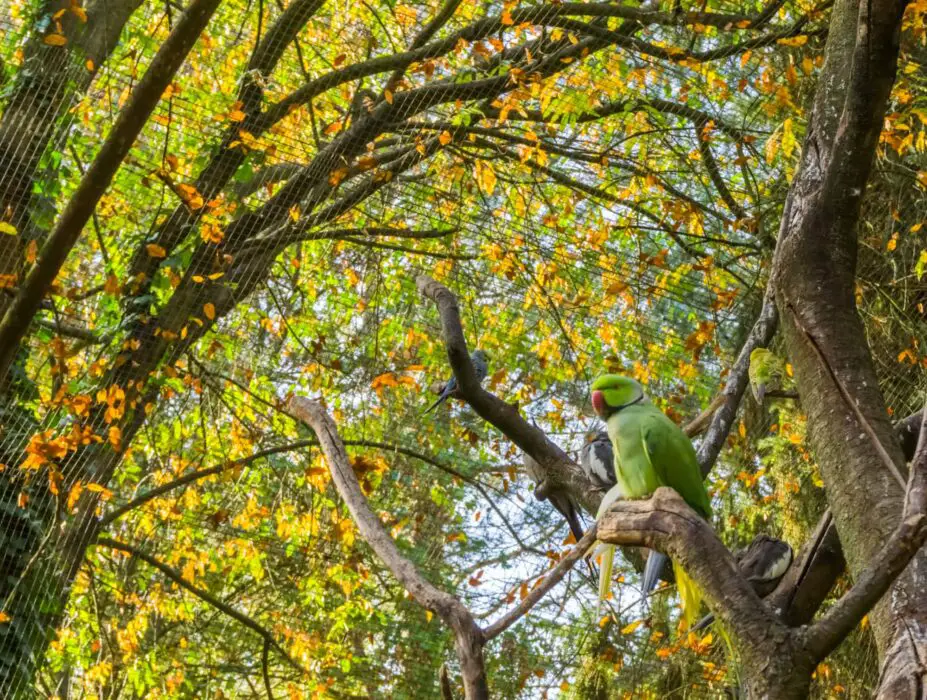 talking parrot prices