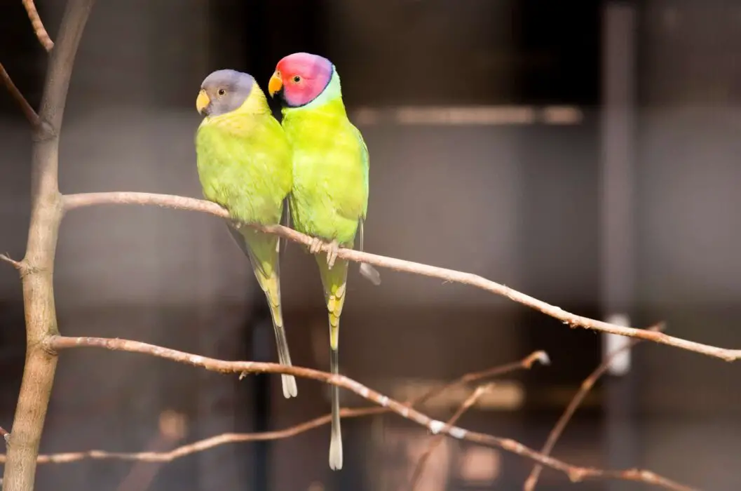 buy a talking parrot 