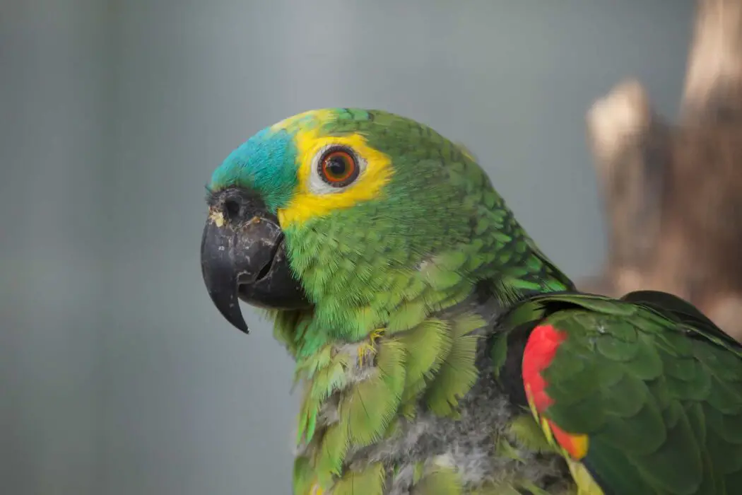 buy cheap talking parrot