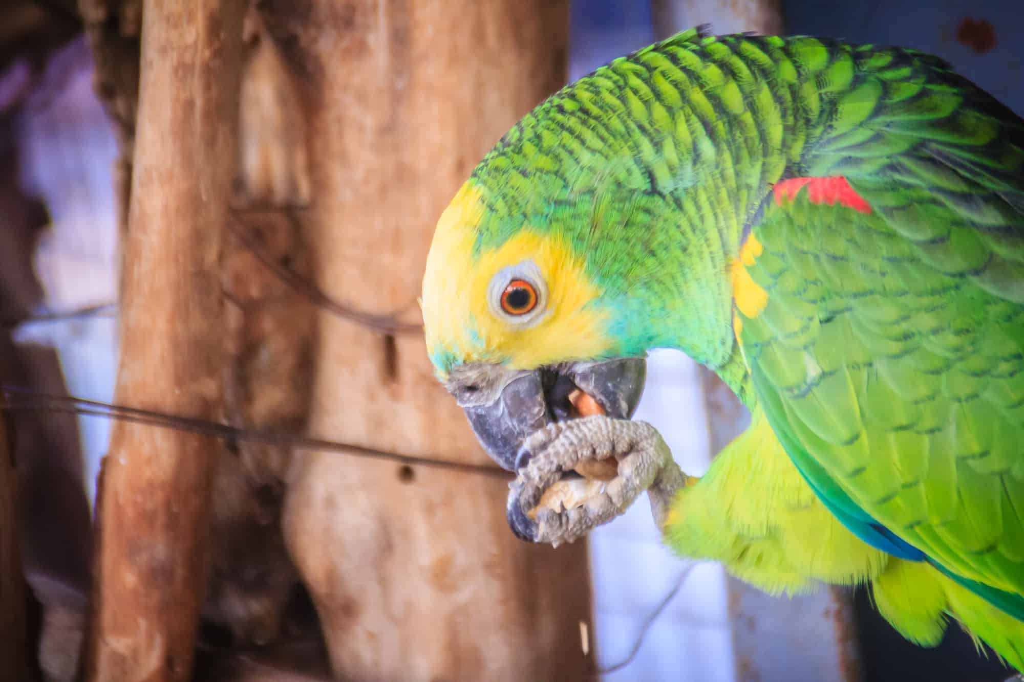 buy cheap talking parrot