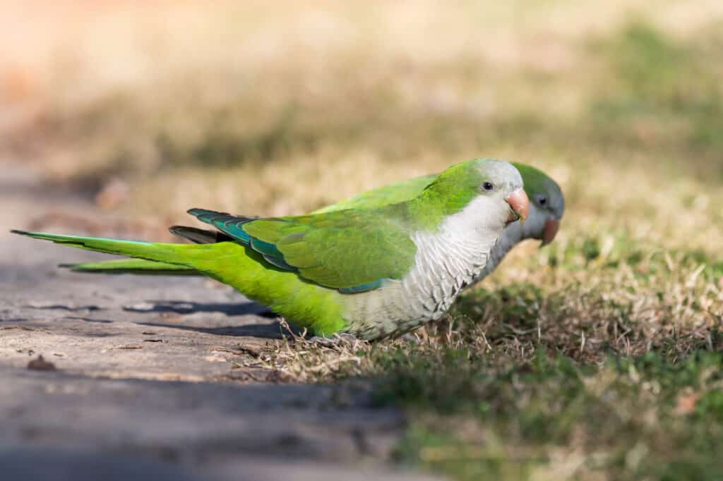 Parakeet Less What Talking Parrots Are the Cheapest? - Talkie Parrot