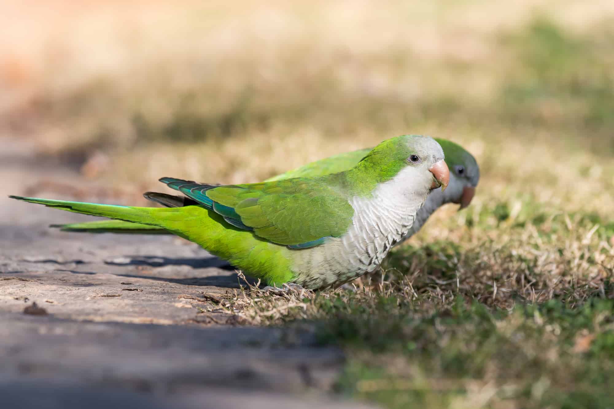 buy a talking parrot 