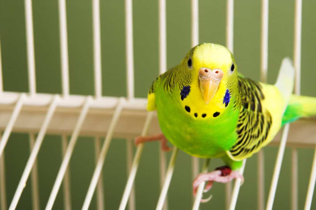 What Talking Parrots Are the Cheapest? Talkie Parrot