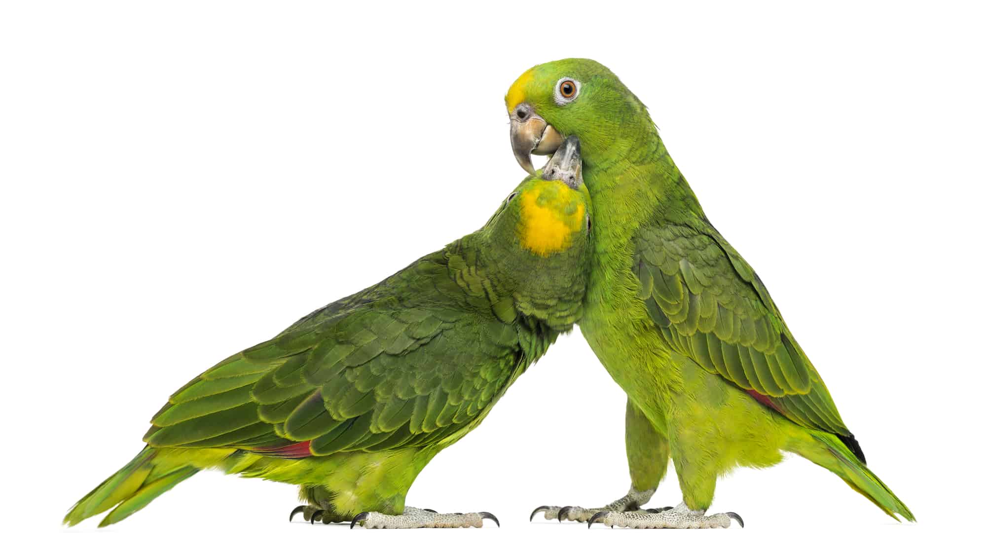 cheap talking parrot