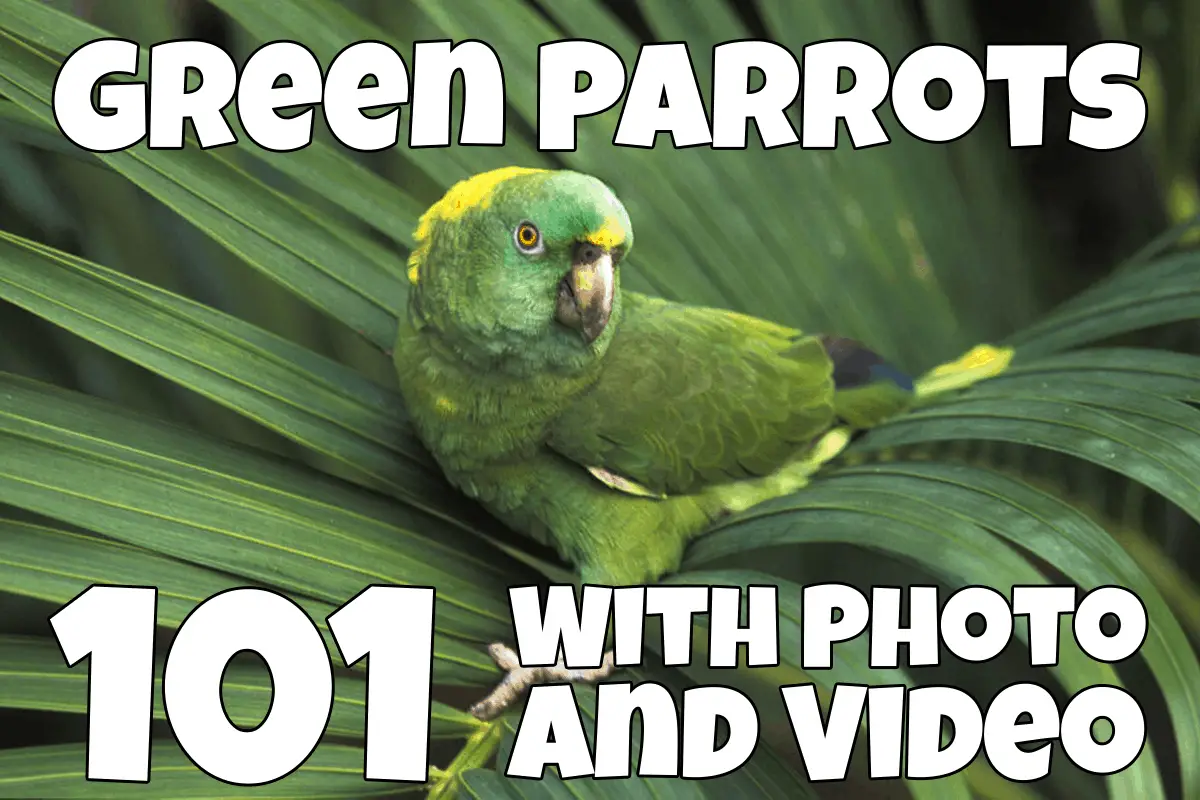 types of green parrots