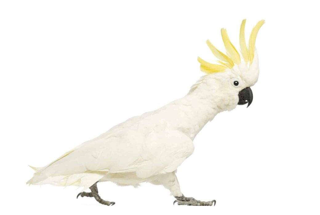 owning a cockatoo