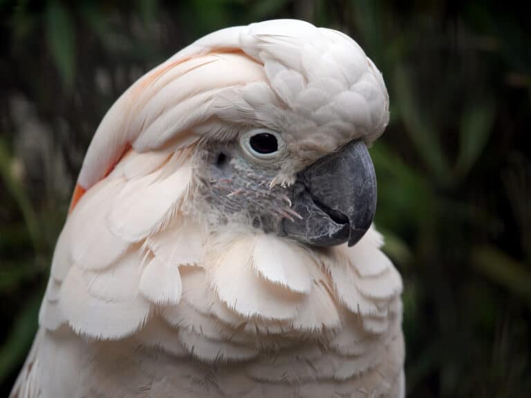 A Full List of Cockatoo Types (With Photo and Video) Talkie Parrot