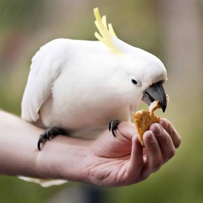is cockatoo expensive