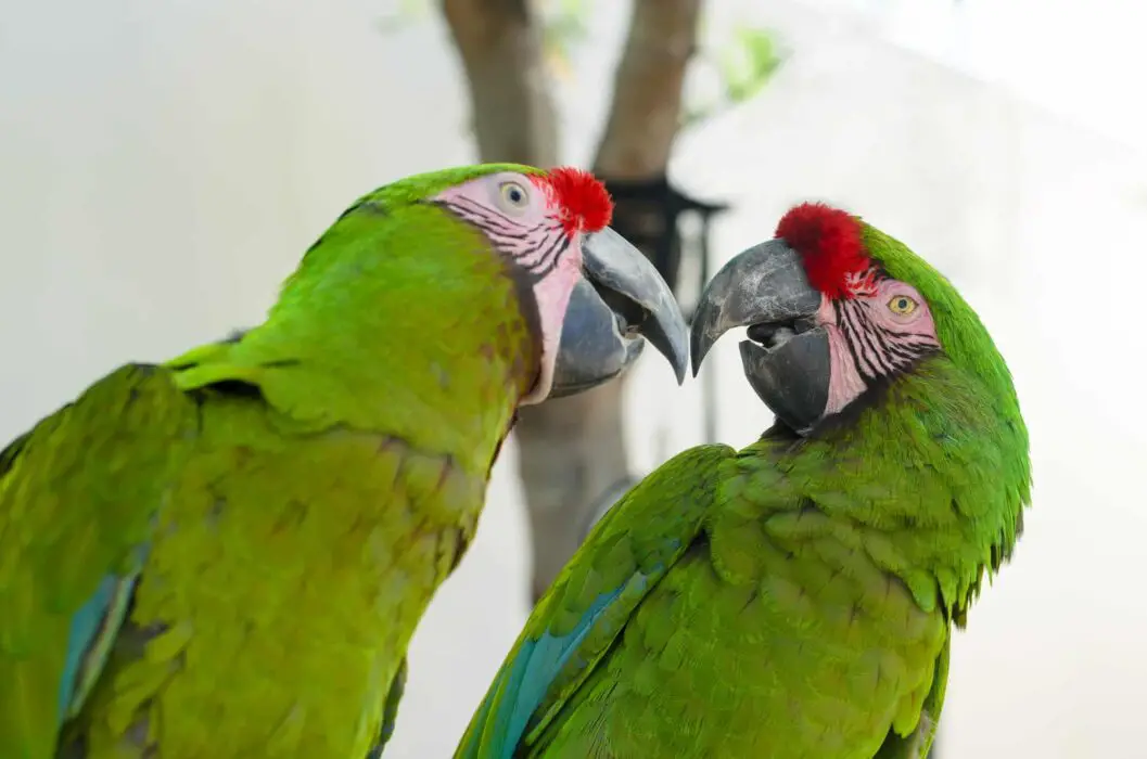 green macaw types