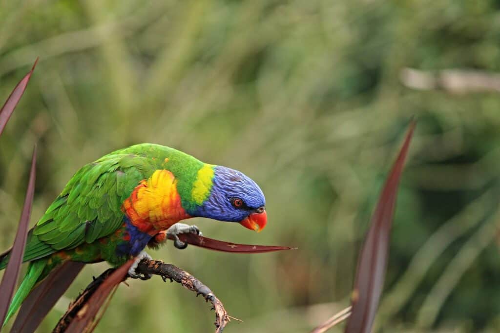 parrot likes you