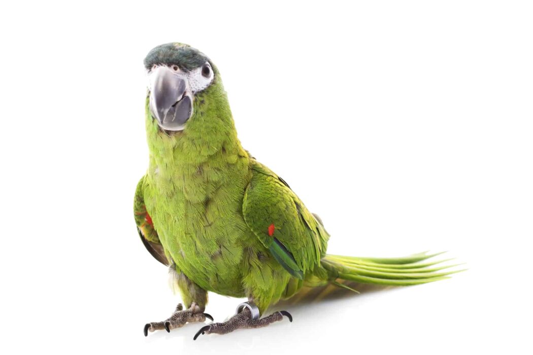 green macaw