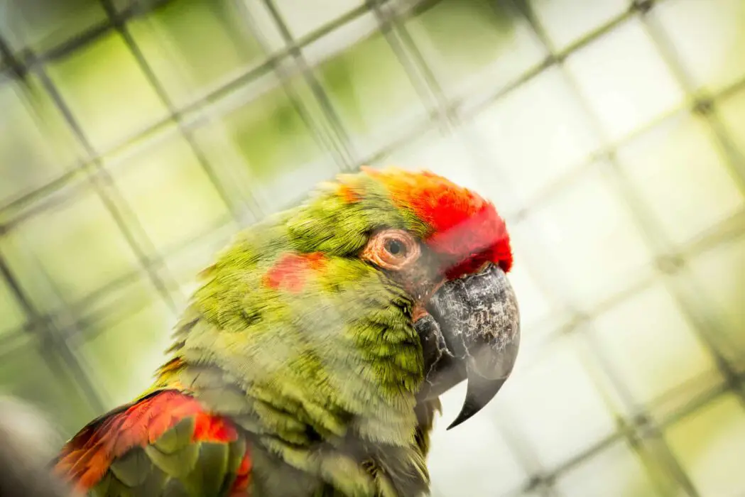 macaws