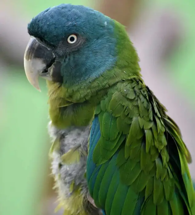 pretty macaw