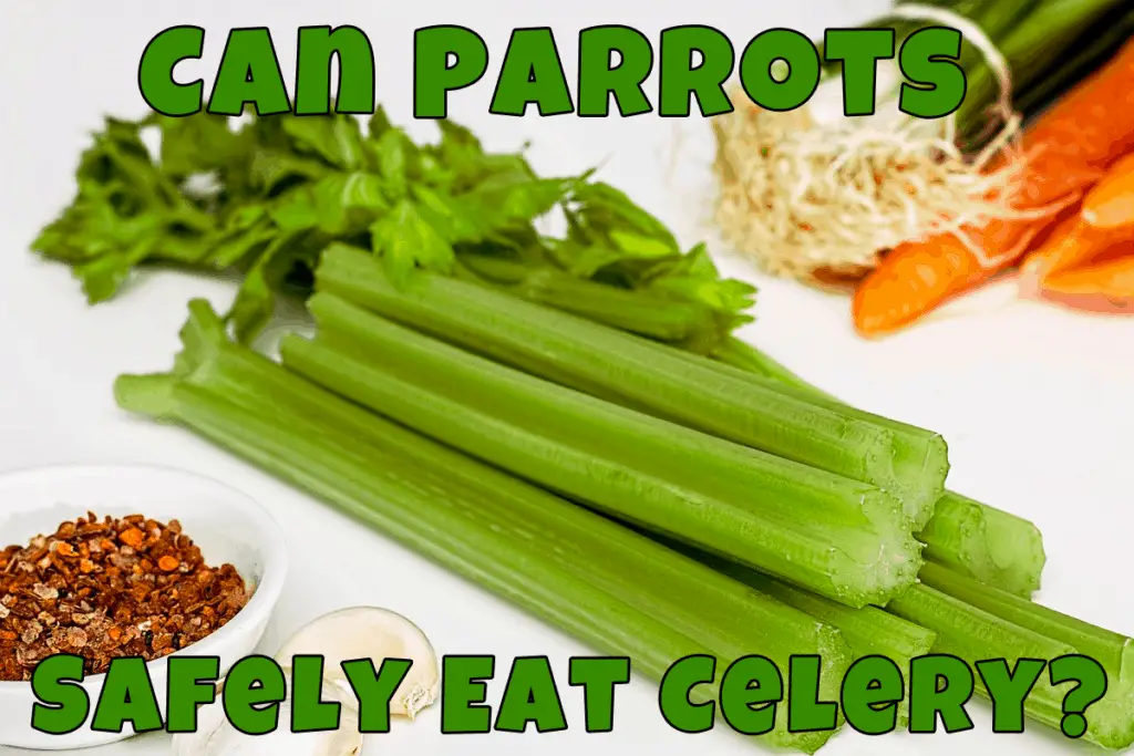 do parrots eat celery