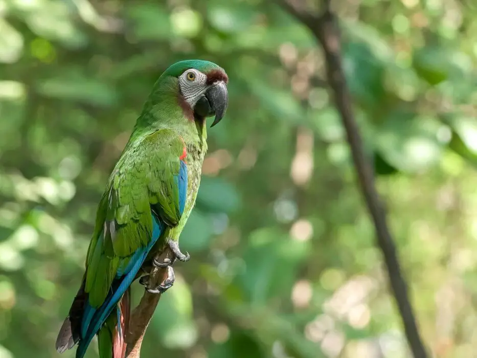 macaw types