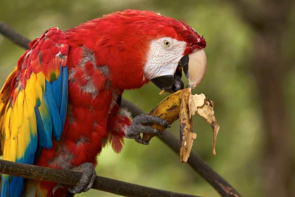 Can Parrots Eat Bananas? Talkie Parrot