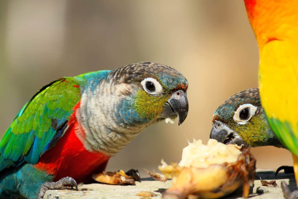 Can Parrots Eat Bananas? Talkie Parrot