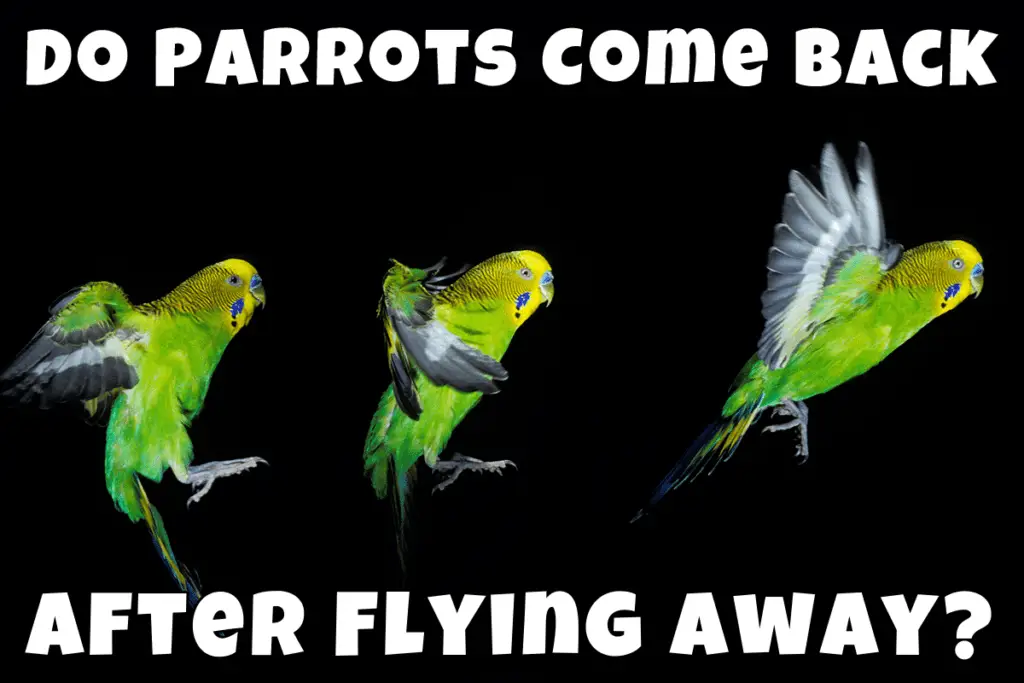 do parrots return home