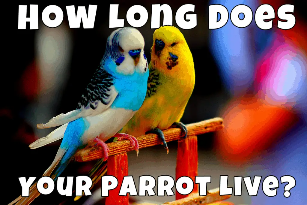 two beautiful parrots
