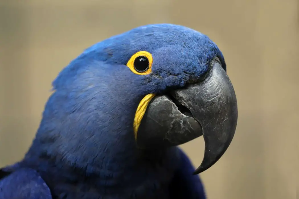 blue macaws