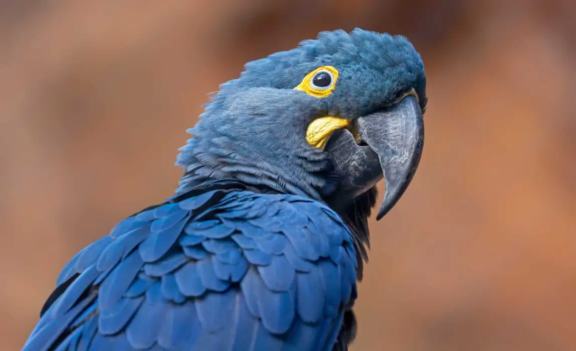 blue macaw types