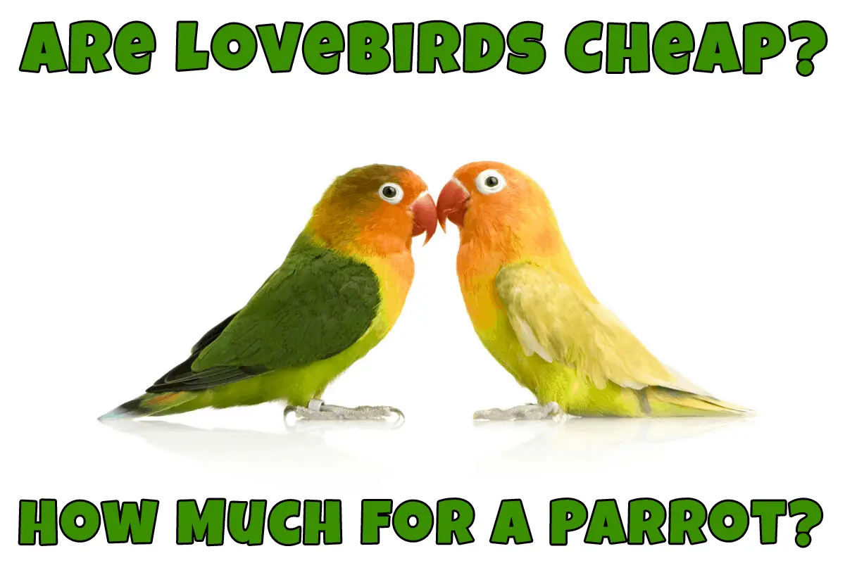 Are Lovebirds Cheap? How Much for a Parrot? Talkie Parrot TalkieParrot