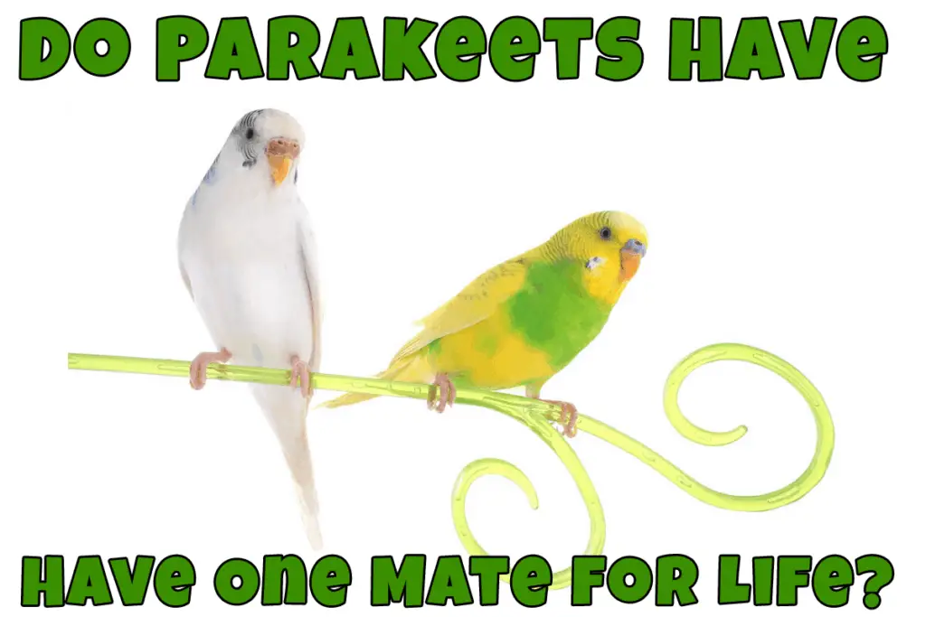 Parakeets Have One Mate For Life