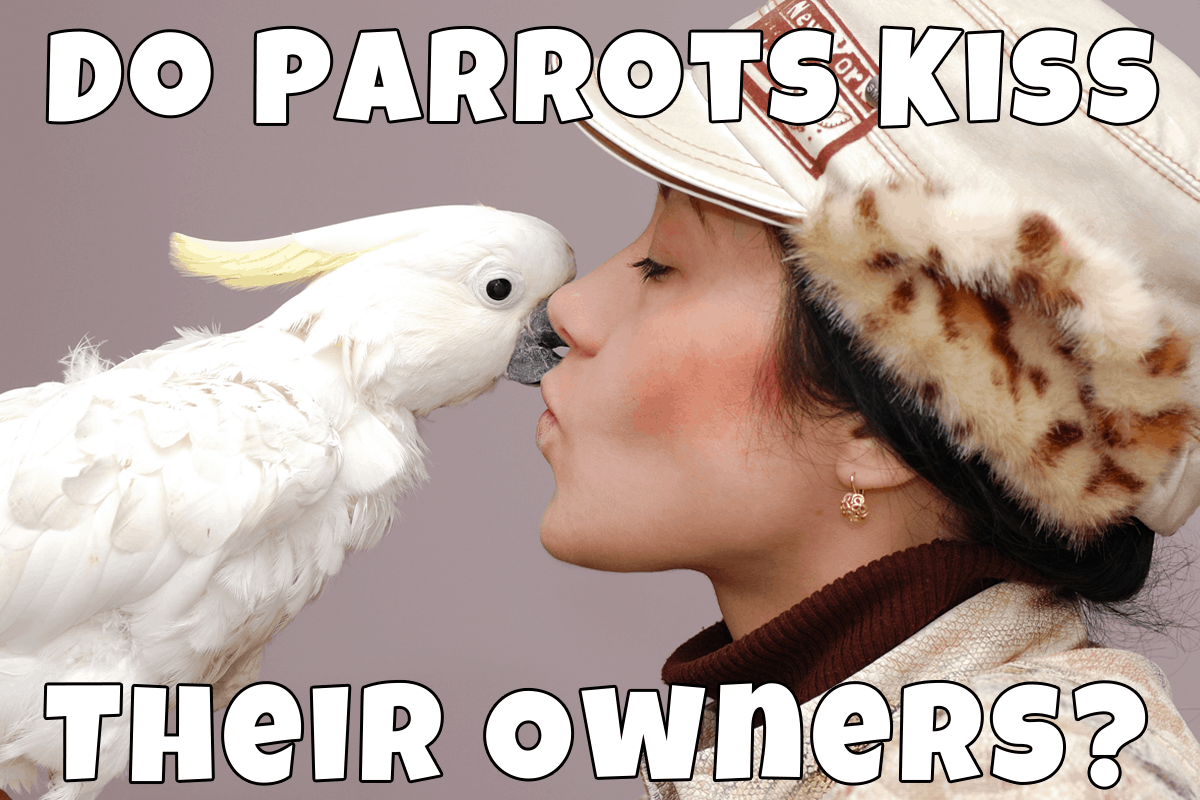 Do Parrots Kiss Their Owners? Talkie Parrot TalkieParrot