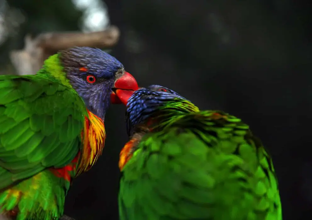 parrot bonding