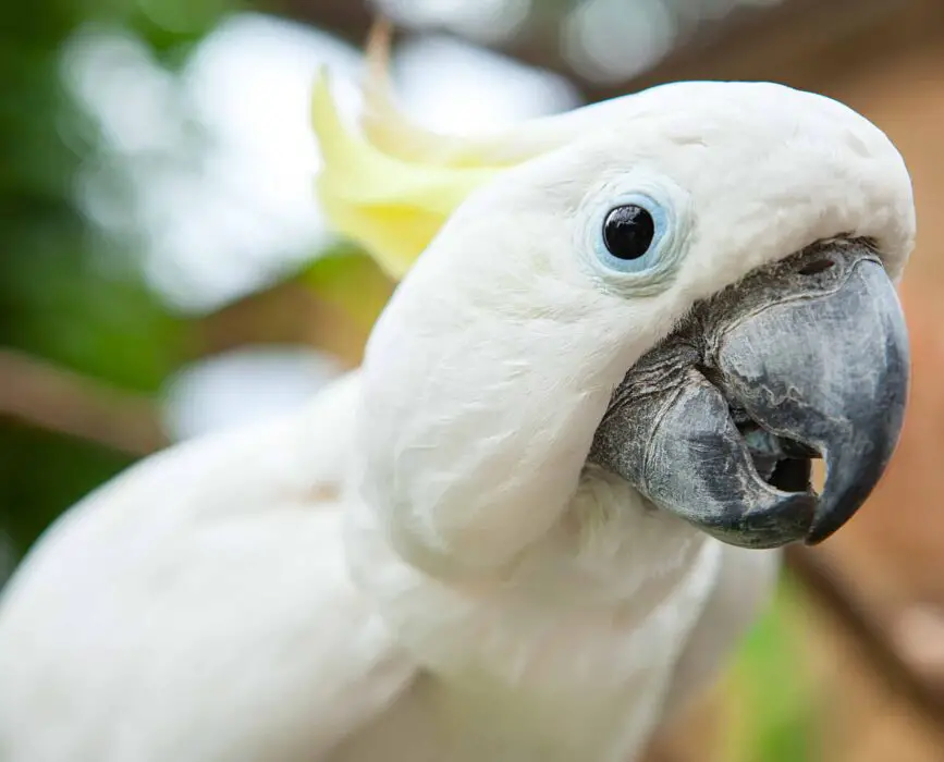 blue cockatoo lifespan