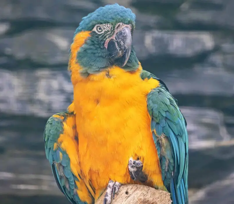 blue macaw