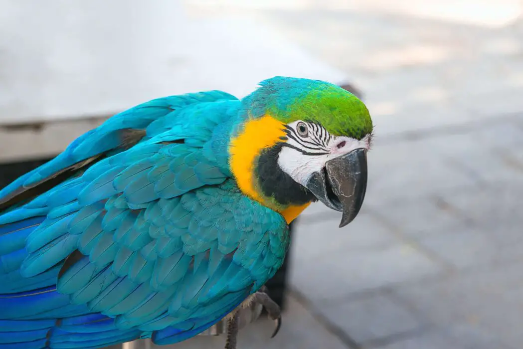 macaw types