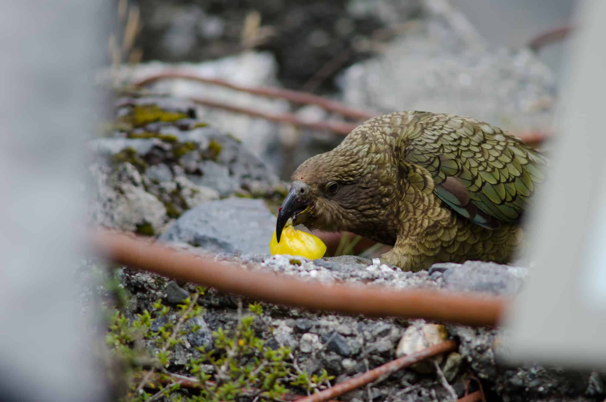 big parrot eating grape