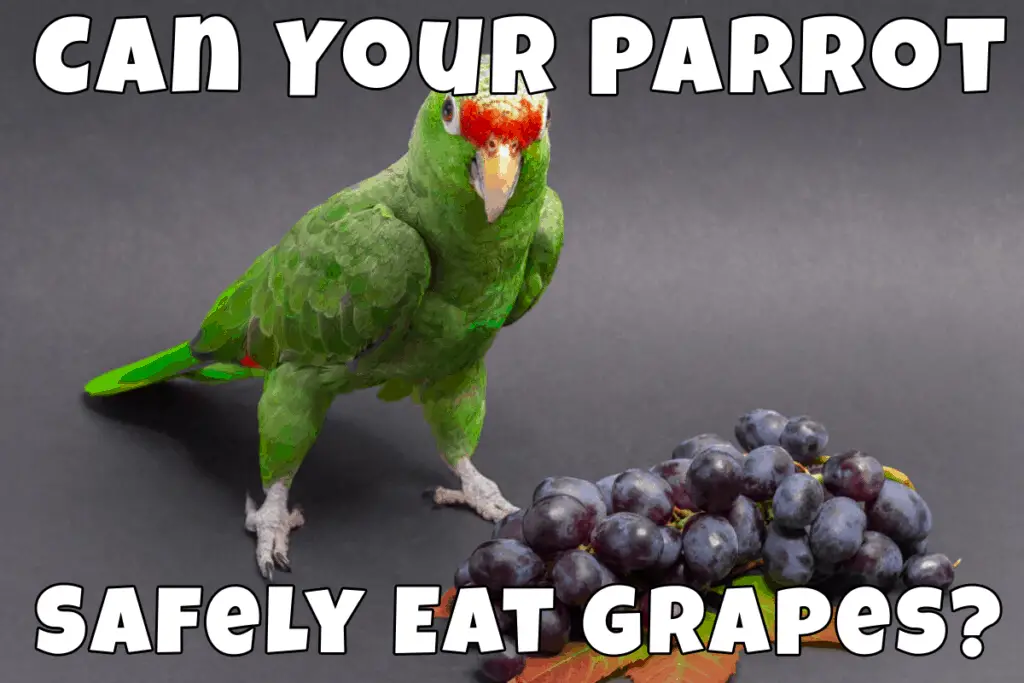 Parrot and grapes