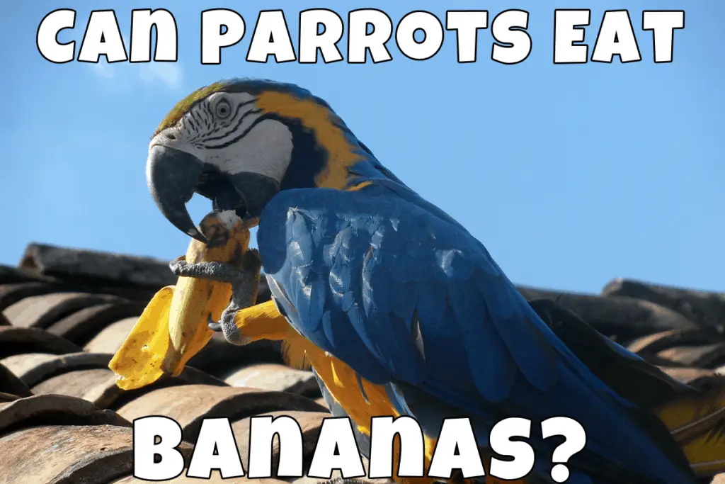 Parrot eat banana