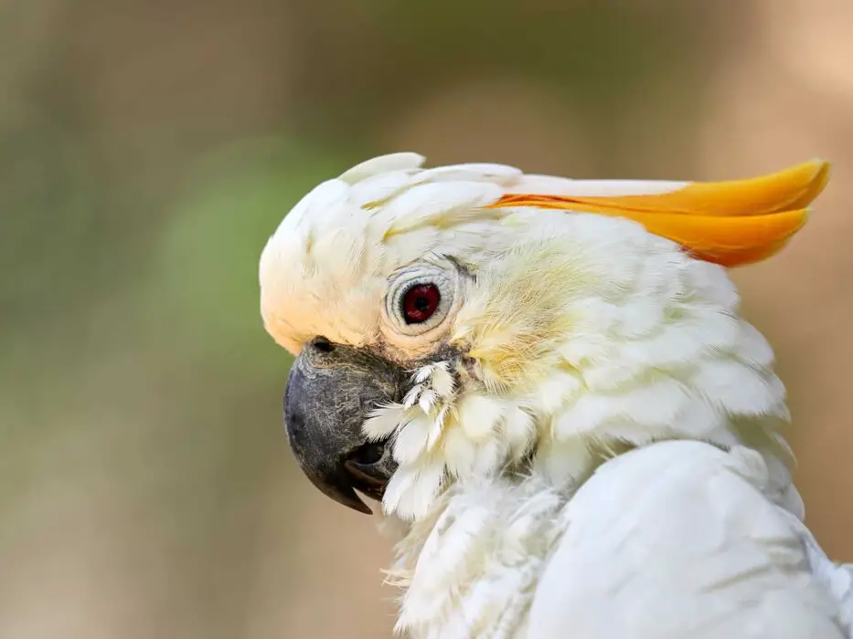 cockatoo species name