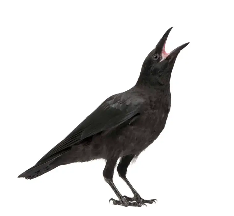 crows talking like parrots