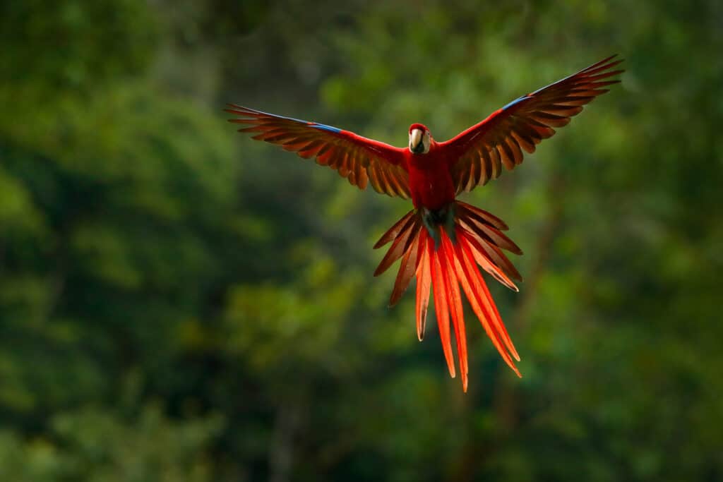 parrot flies away