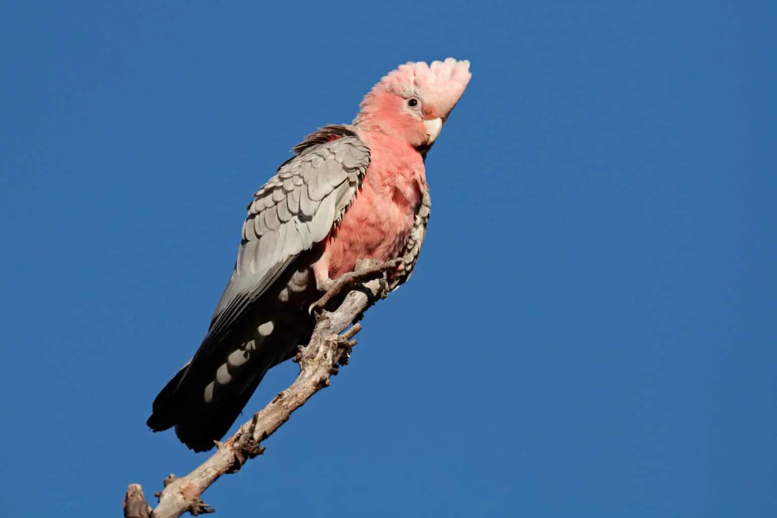 cockatoo species name