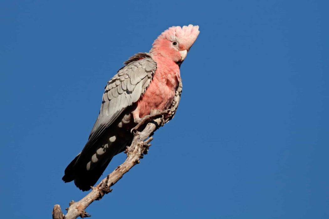 cockatoo types 