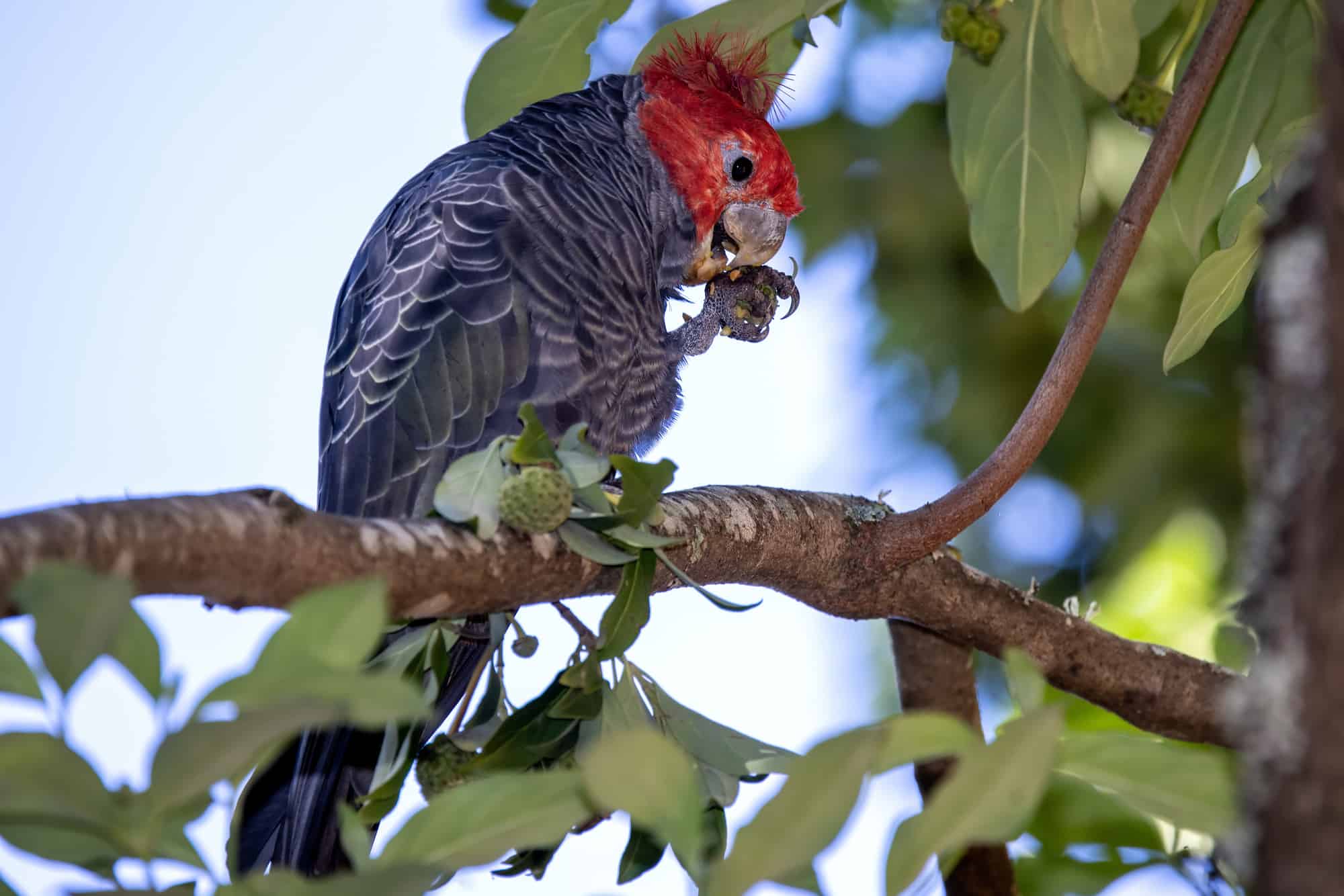 all types of cockatoos