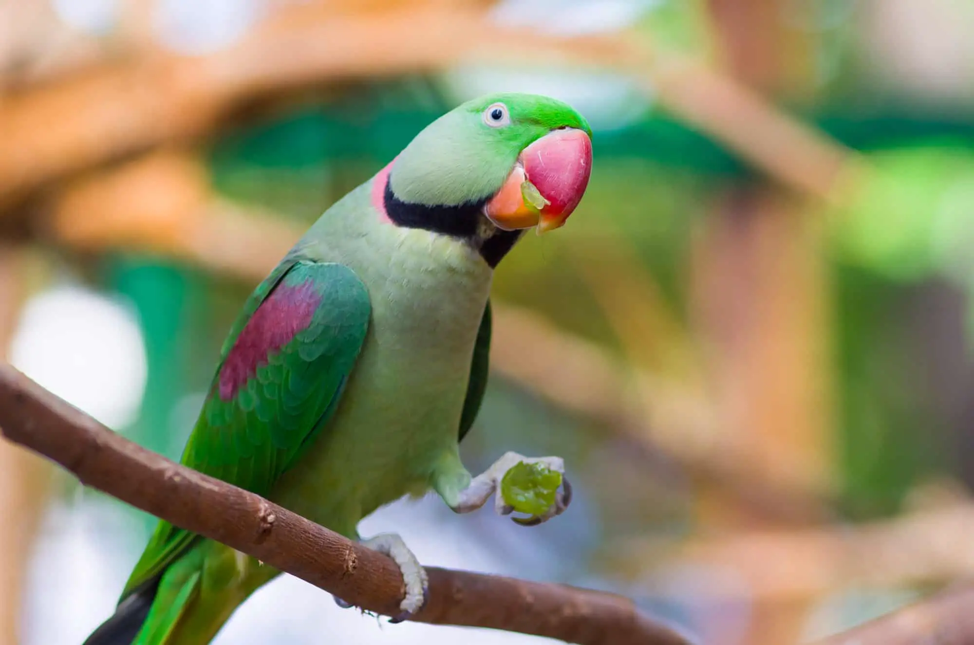 are grapes harmful for parrots