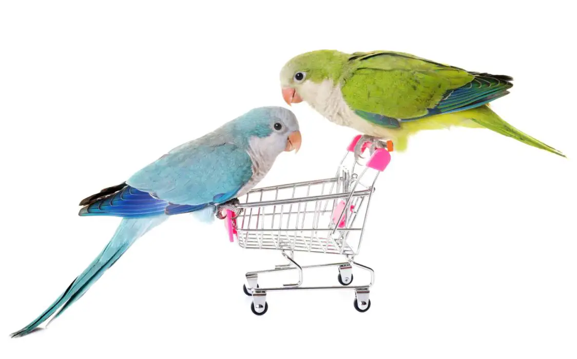 parrot food price 