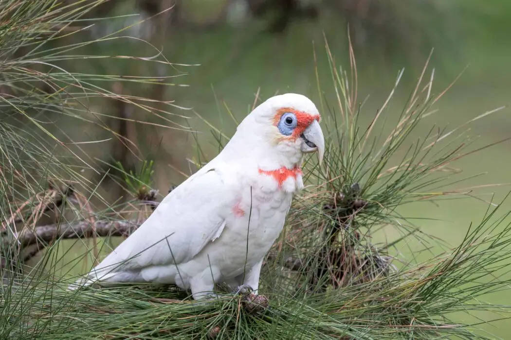 best cockatoos