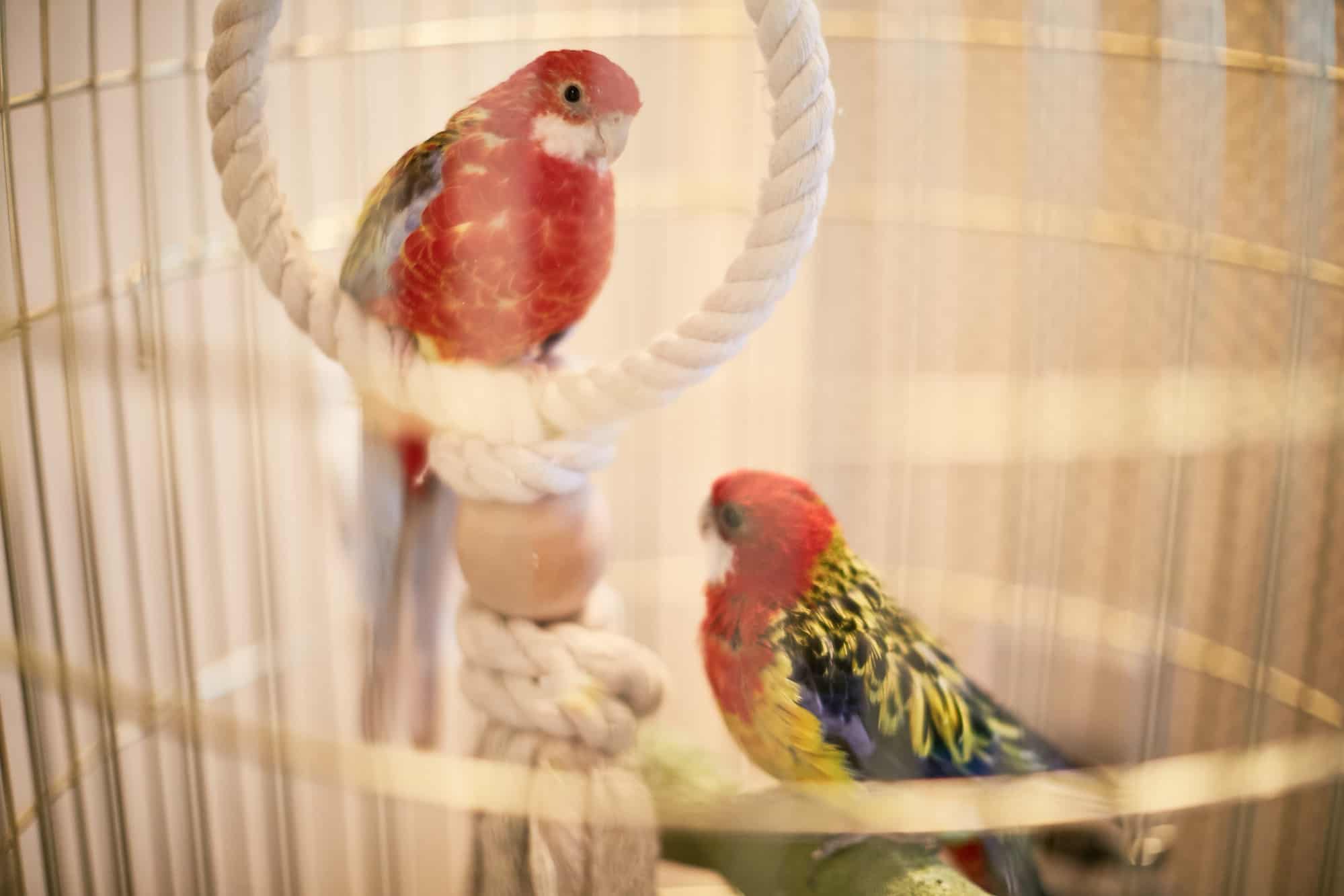 is lovebird cheap