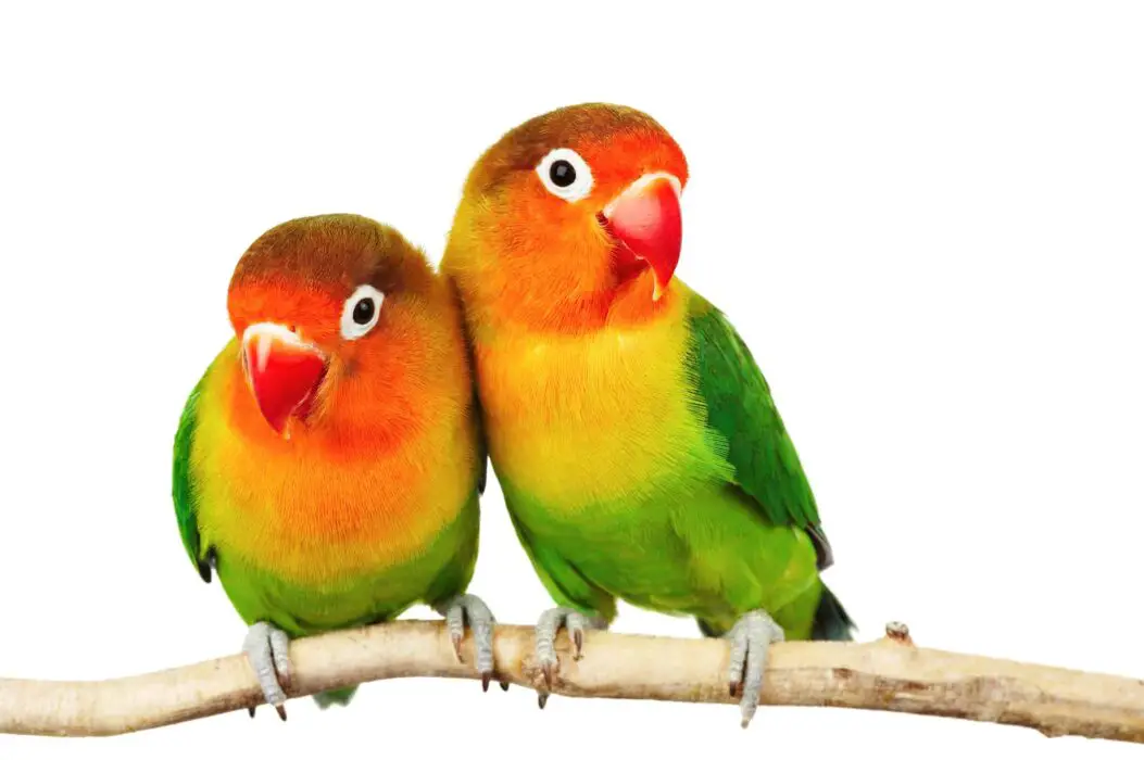 lovebird cost