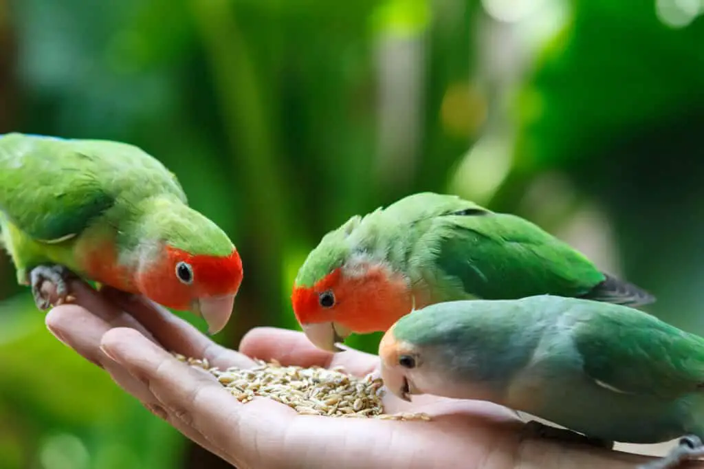 can lovebirds eat nuts