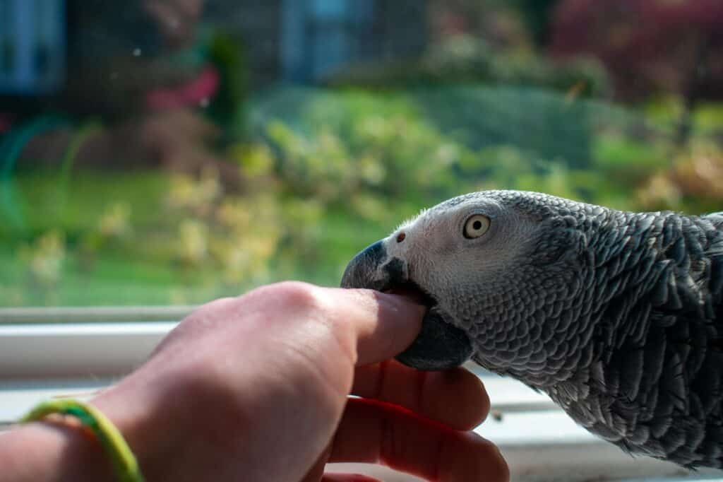 parrot bonding