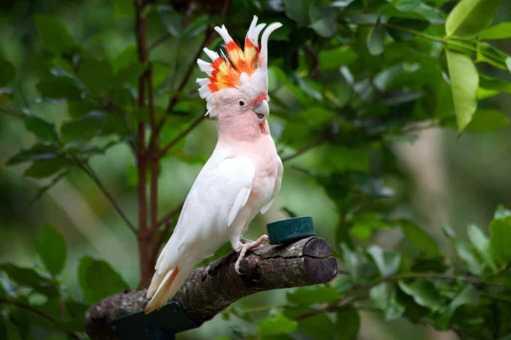 A Full List of Cockatoo Types (With Photo and Video) - Talkie Parrot