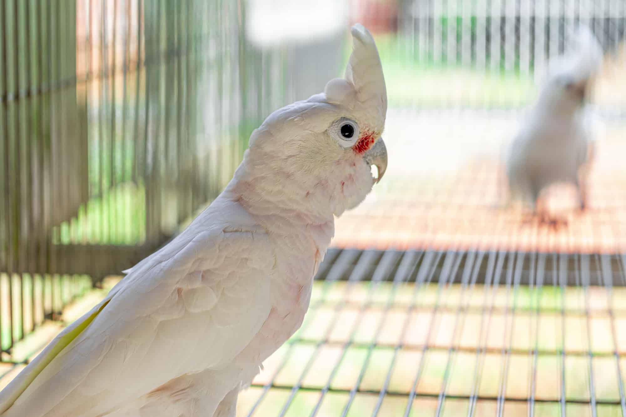 kinds of cockatoos